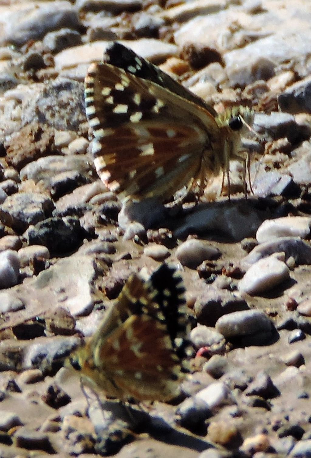 Pyrgus... malvoides?